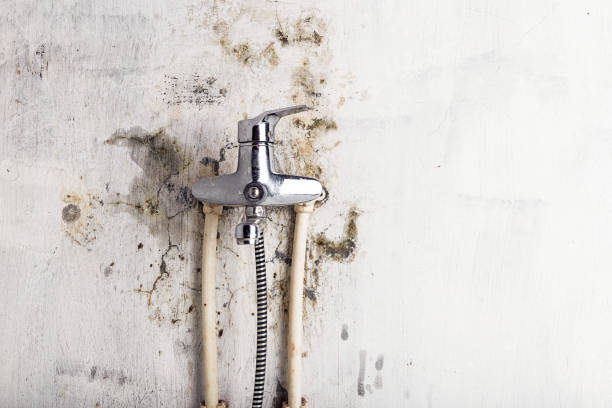 Best Local Mold Removal Service  in Saint John Fisher College, NY