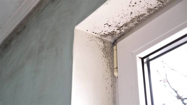 Best Attic Mold Removal  in Saint John Fisher College, NY