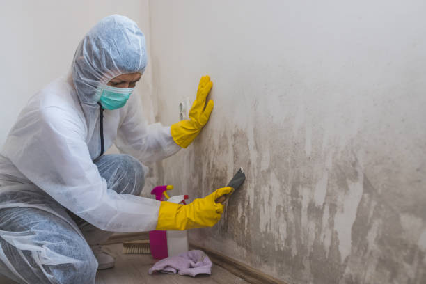 Best Mold Damage Repair  in Saint John Fisher College, NY