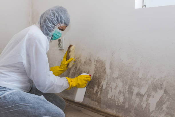 Best Commercial Mold Removal  in Saint John Fisher College, NY