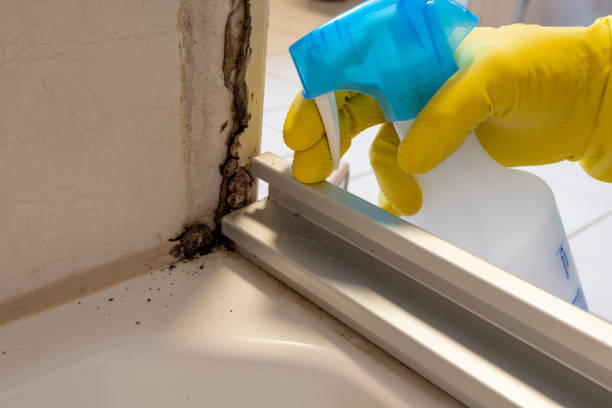 Best Professional Mold Removal  in Saint John Fisher College, NY