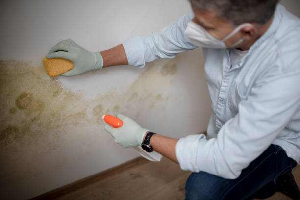 Best Mold Removal Company Near Me  in Saint John Fisher College, NY